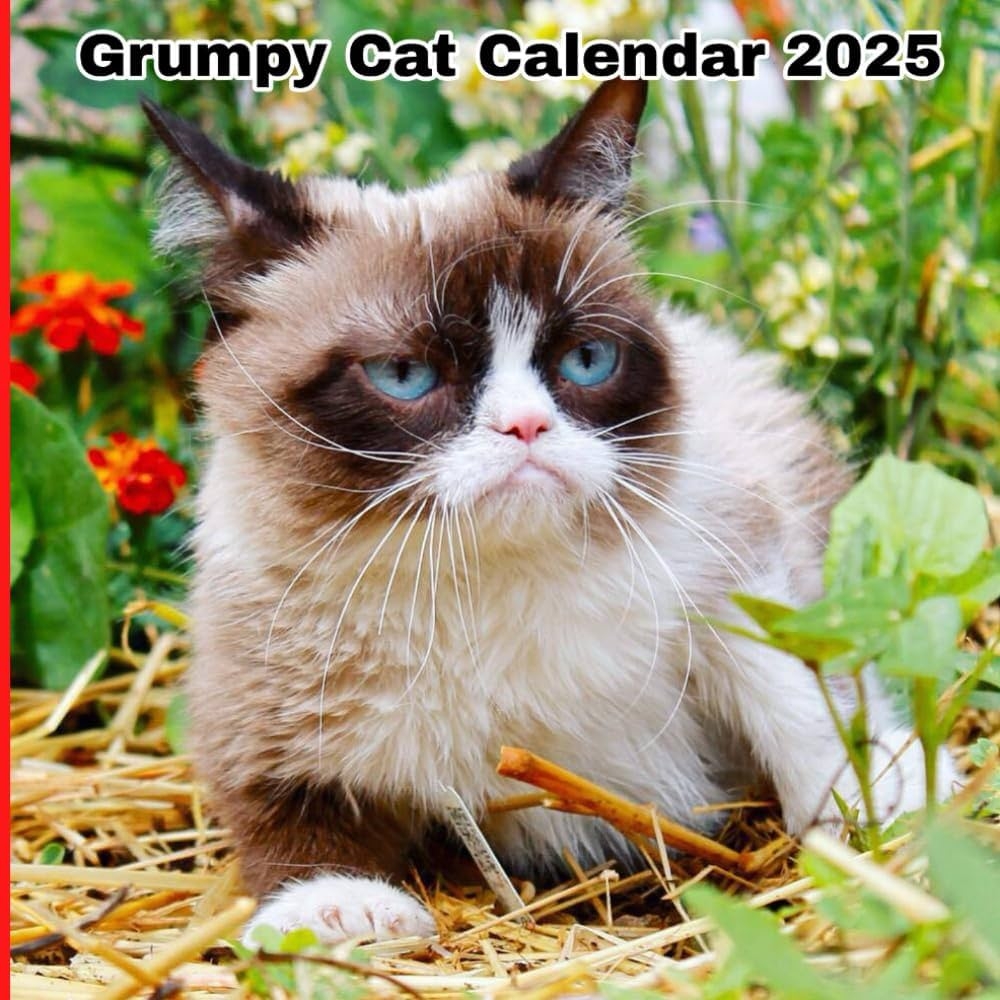 Grumpy Cat Calendar 2025 Argaz Thomas Amazon Books